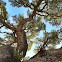 Live Oak