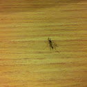 Mosquito