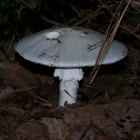 Destroying Angel