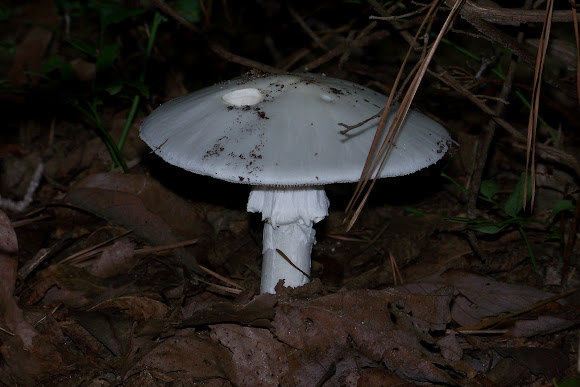 Spotting Image 1