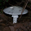 Destroying Angel