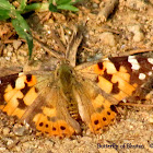 Painted Lady