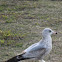 Ring-billed gull