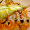 Fire Ants