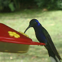 Violet Sabre Wing Hummingbird