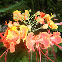 Caesalpinia pulcherrima