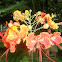 Caesalpinia pulcherrima