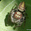 Garden Jumping Spider