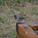 Dark-eyed Junco