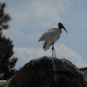 Great Egret
