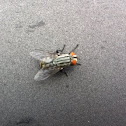 Flesh fly