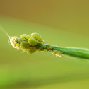 Aphids