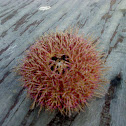 Sea Urchin
