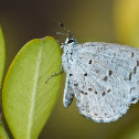 Spring Azure