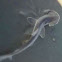 bonnethead shark or shovelhead