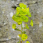 Spurge