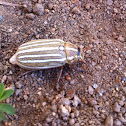 Ten-lined June Beetle