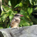 Brown-hooded Kingfisher