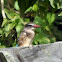 Brown-hooded Kingfisher