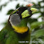 Fire-tufted Barbet