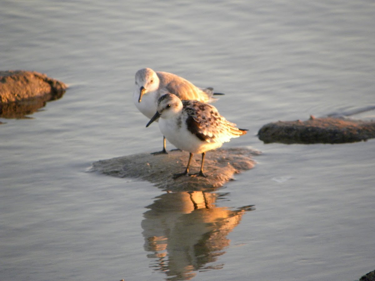 Semipalmated Sandpiper