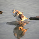 Semipalmated Sandpiper
