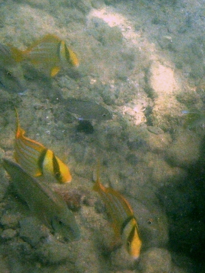Porkfish