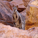 Black-Flanked Rock Wallaby