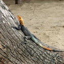 African rainbow lizard