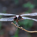 Seaside Dragonlet