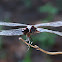 Seaside Dragonlet