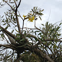 ROBLE AMARILLO