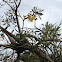 ROBLE AMARILLO