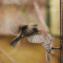 House Finches