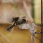 House Finches