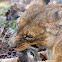 Lioness
