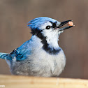 Blue Jay