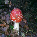 Fly agaric
