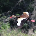 Black-bellied Whistling Duck