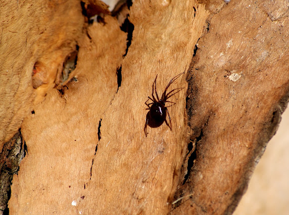 Spotting Image 1