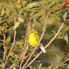Prairie warbler