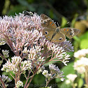 Common Buckeye