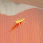 Praying Mantis