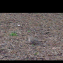 Mourning dove