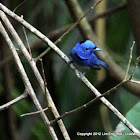 Black-naped Monarch