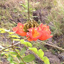 African tulip tree