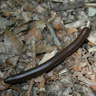 Worm Millipede