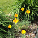 California Poppy