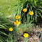 California Poppy