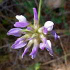 Bituminaria